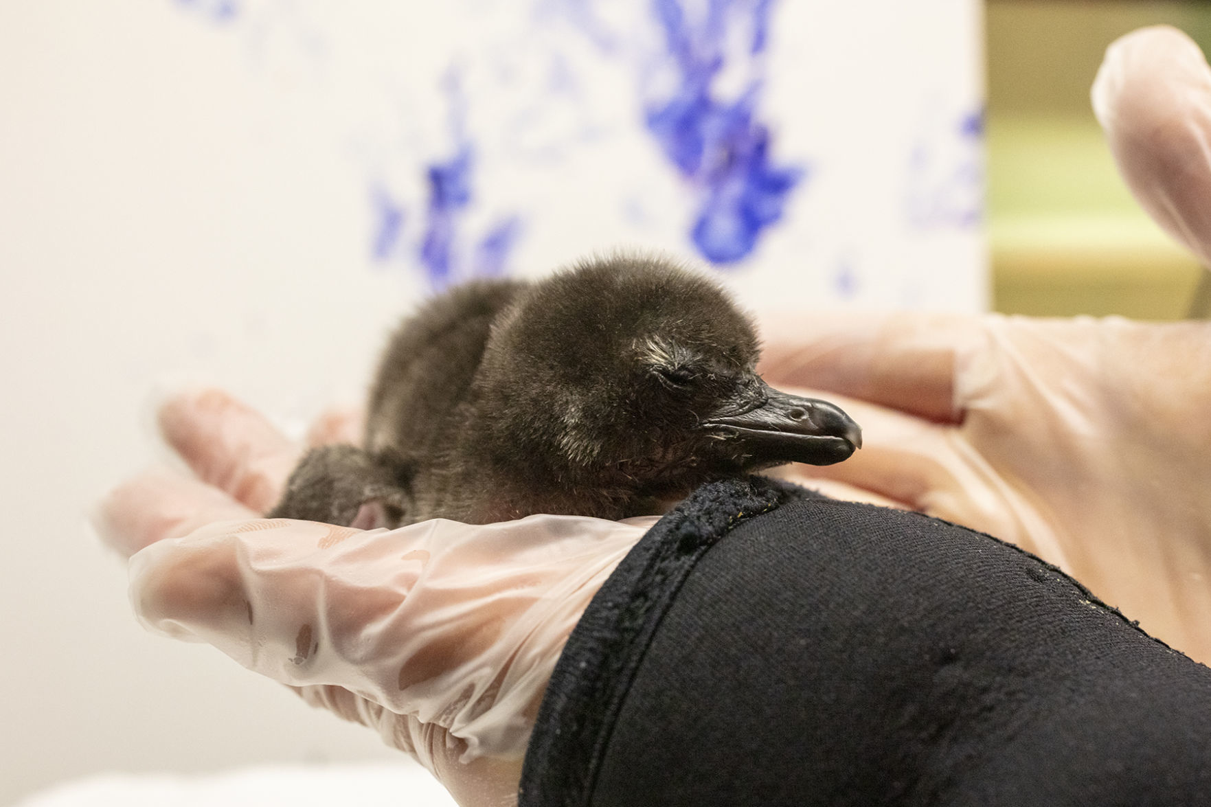 Magellanic Penguin Chick